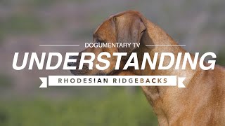 UNDERSTANDING RHODESIAN RIDGEBACKS [upl. by Toombs]