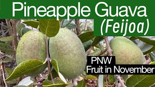 Pineapple Guava aka Feijoa a late fruit for PNW climate pnwgardening feijoa fruit gardening [upl. by Ailyt]