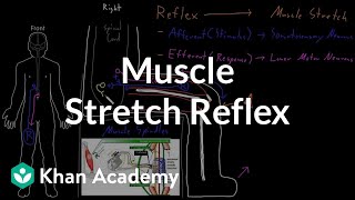 Muscle stretch reflex  Organ Systems  MCAT  Khan Academy [upl. by Omura502]