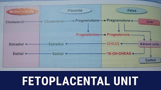 Fetoplacental unit  formation of steriod hormones [upl. by Arodaeht]