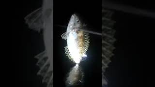 Catching Rabbit fish nightspearfishing [upl. by Arch32]