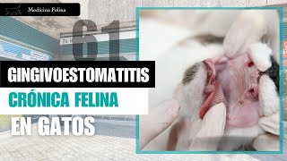 CAPÍTULO 61 🐈 🦷 La Gingivoestomatitis Crónica Felina [upl. by Noroj]