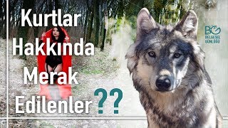 Kurtlar Hakkında En Çok Merak Edilenler [upl. by Ravilob]