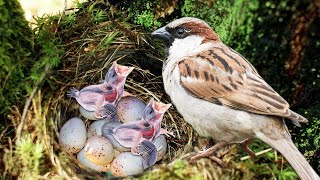 How Mother Sparrow Laying Eggs And Feeding Her Babies [upl. by Akenn]