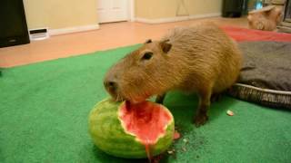 Capybara eating half a watermelon Full Video [upl. by Rose]