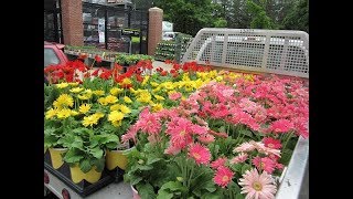 How to Grow Gerbera Plant Easy Way [upl. by Ahsotan]