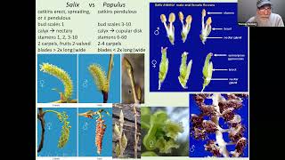 Salix Willow Identification [upl. by Ettenej]