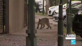 Coronavirus  Dans les villes confinées les animaux ont la voie libre [upl. by Lattie]