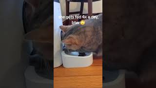 When the automatic cat feeder rings [upl. by Thor]