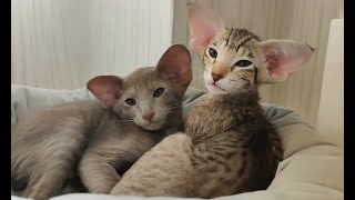 Adorable Oriental Shorthair Cats [upl. by Barna210]