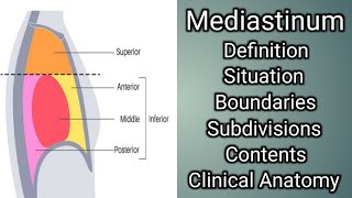 Mediastinum [upl. by Craw]