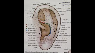 EAR ACUPUNCTURE  AURICULOTHERAPY 11 Points of Antihelix Crus amp Back of Ear [upl. by Calmas]