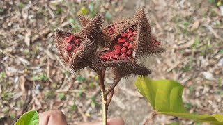 Harvested Annatto Seeds To Grow Achiote Tree On Homestead  Growing Food On Homestead Vlog [upl. by Runck]