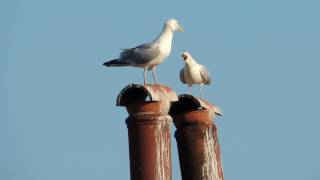 Ezüstsirály  Herring Gull  Larus argentatus [upl. by Jareb]