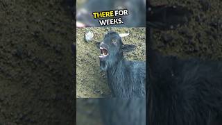 What Happened To This Goat Will Shock You😱 [upl. by Piggy]