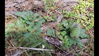 Ajuga pyramidalis  pyramidal bugle  zběhovec jehlancovitý  240920 [upl. by Ainatnas285]