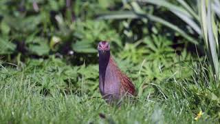 Corncrake May 18 [upl. by Ecertak]