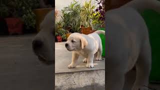 Cute dog Na 😍PrincuSharma008 [upl. by Sauers]