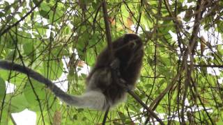 Titi Monkey vocalizing extensively [upl. by Cung]