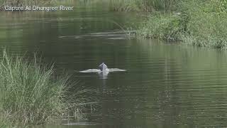 quotDolphinquot World Rarest Freshwater Dolphin  First Recorded Freshwater Dolphin In This Generation [upl. by Tamsky]