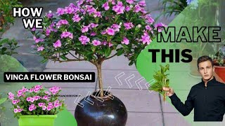 Grow Vinca plant Bonsai Shape in small pot  Vinca Plant Give Beautiful Shape To Ur Desi Vinca Plant [upl. by Nahtnhoj]