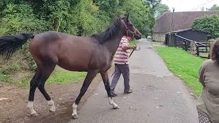 20240903 Pervenche au Haras du Pley [upl. by Cilurzo559]