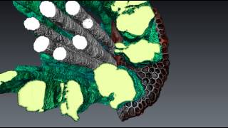 Maize Xylum and Aerenchyma Visualization [upl. by Wardle281]