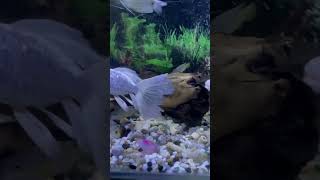 Beautiful Gold Fish Fish Aquarium setup Gold Fish tank setup shorts viral fish aquarium [upl. by Anyr430]