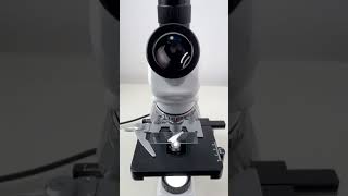 Scallion magnified 400 times is surprisingshorts fyp science microscope shortsvideo [upl. by Moss]