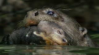 Baby Otter Cubs Learn to Swim  BBC Earth [upl. by Jaehne]