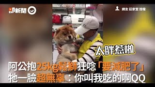 阿公抱25kg鬆獅狂唸「要減肥了」 牠一臉超無辜：你叫我吃的啊QQ [upl. by Seltzer]