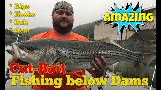 CutBait Stripers below Dams  How to catch Stripers using CutBait below Dams [upl. by Eimot31]