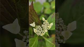 Voici les hortensias de mon jardin [upl. by Marih]