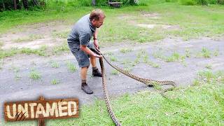 Catching Giant Pythons Hidden In Family Shed 🐍 Untamed [upl. by Meesan]