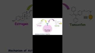 Tamoxifen Mechanism of Action Explained tamoxifen breastcancer drugdiscovery shorts [upl. by Chaves]