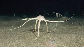 Brittle Star  Unusual sea creatures that have lived for 500 million years [upl. by Amme]