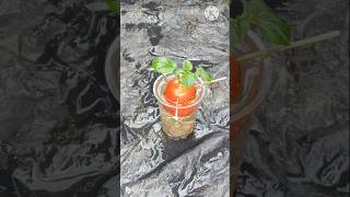 How To Grow Tomatoes At Home  A Complete Guide shorts farming youtubeshorts [upl. by Adiel]