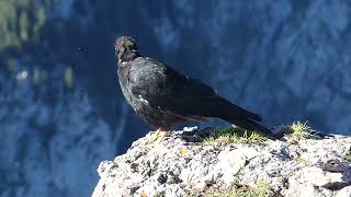 Alpine chough  Die Alpendohle [upl. by Aphrodite783]