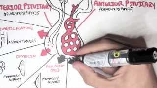 Endocrinology  Overview [upl. by Eelydnarb]