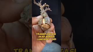 Transplanrasi akar bonsai inspi [upl. by Skier892]