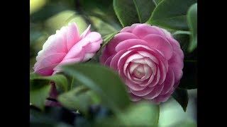 Top Most beautiful Camellias  Camellia Flowers  Camellia  PART 1 [upl. by Hurless]