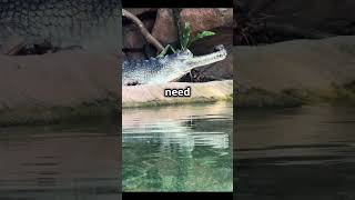 Amazing facts about Gharials gharial facts gharialfacts [upl. by Vokaay]