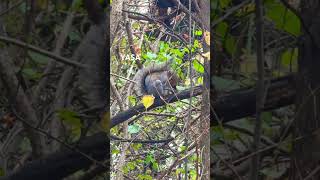 Charming squirrel is eating its snack [upl. by Aksel]