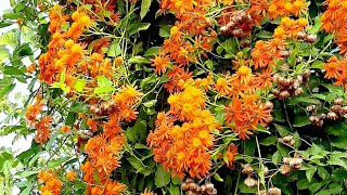 Thanbargia  The orange Senecio creeper The Mexican Flame Vine  Fast growing climber [upl. by Urbas199]