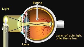 How the Eye Works Animation  How Do We See Video  Nearsighted amp Farsighted Human Eye Anatomy [upl. by Haymo]