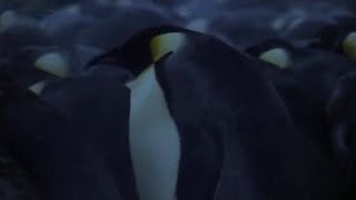 Emperor Penguins in Antarctica  BBC Planet Earth  BBC Studios [upl. by Annayat]