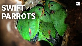 Swift Parrots  An Endangered Species Remarkable Recovery [upl. by Ulick]