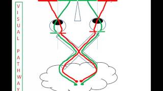 Visual Evoked Potentials 101 [upl. by Hardi723]