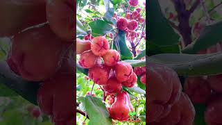 Jamrul Fruits❤️ জামরুল বাগান [upl. by Earehc]