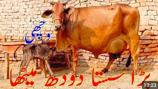 Best Milky🥛🥛18Kg Cow For sale In Pakistan 03284993395 10 November 2024 [upl. by Nickolai]